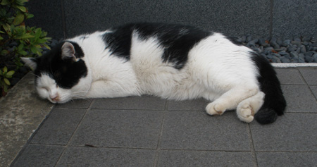 まねきねこ